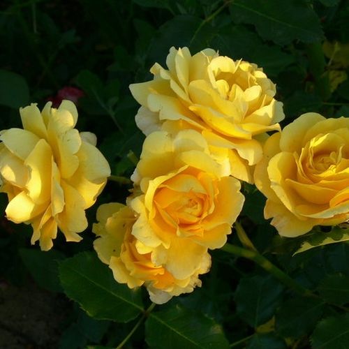 Rosa Rimosa® Gpt - gelb - kletterrosen